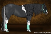 Horse Color:Black Splash Tobiano 