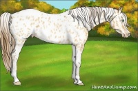 Horse Color:Amber Cream Champagne Sabino Tobiano Appaloosa  and Amber Cream Champagne Sabino Tobiano Appaloosa 