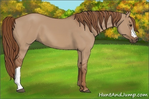 Horse Color:Red Dun 