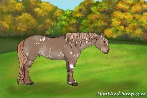 Horse Color:White Spotted Liver Red Dun Rabicano