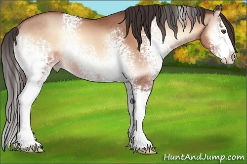 Horse Color:White Spotted Sable Champagne Onyx Sabino Splash Rabicano 
