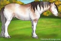 Horse Color:White Spotted Sable Champagne Onyx Sabino Splash Rabicano