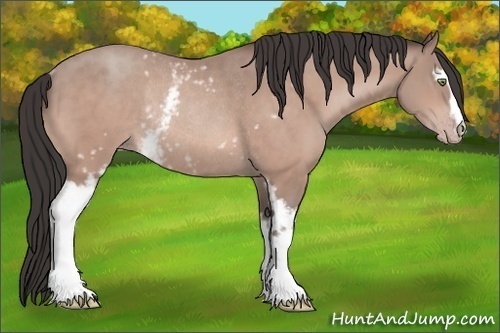 Horse Color:White Spotted Amber Champagne Rabicano