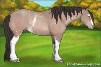 Horse Color:White Spotted Amber Champagne Rabicano