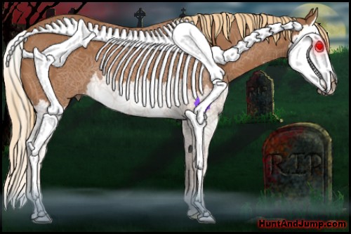 Horse Color:Chestnut Splash 