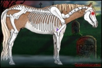 Horse Color:Chestnut Splash