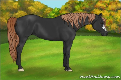 Horse Color:Gray Liver Chestnut 