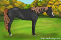 Horse Color:Gray Liver Chestnut 