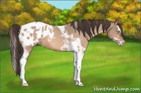 Horse Color:Amber Champagne Sabino Tobiano Appaloosa  and Amber Champagne Sabino Splash Tobiano Appaloosa 