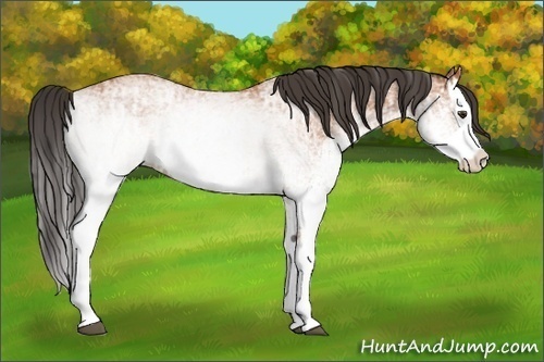 Horse Color:White Spotted Bay Splash  and White Spotted Bay Splash 