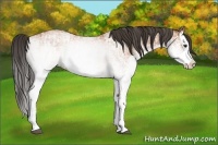Horse Color:White Spotted Bay Splash  and White Spotted Bay Splash 