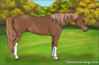 Horse Color:Chestnut 
