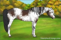 Horse Color:White Spotted Brown 