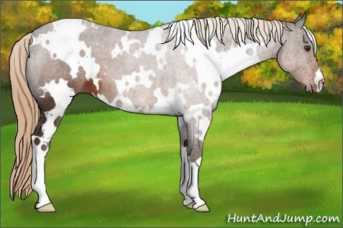 Horse Color:White Spotted Liver Chestnut 