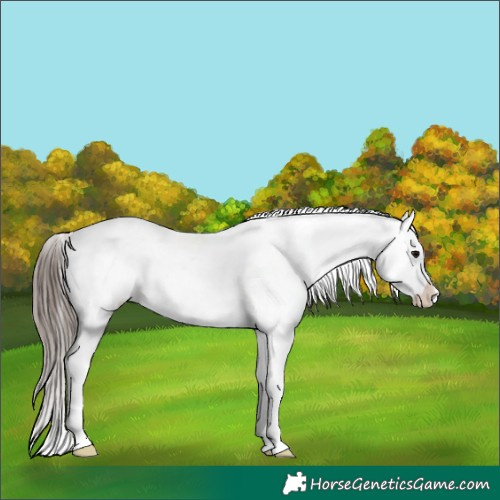 Horse Color:White Spotted Black Tobiano Appaloosa 