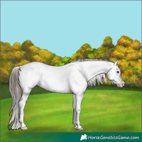 Horse Color:White Spotted Black Tobiano Appaloosa 