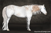 Horse Color:White Spotted Silver Bay Ice Dun Sabino Splash 