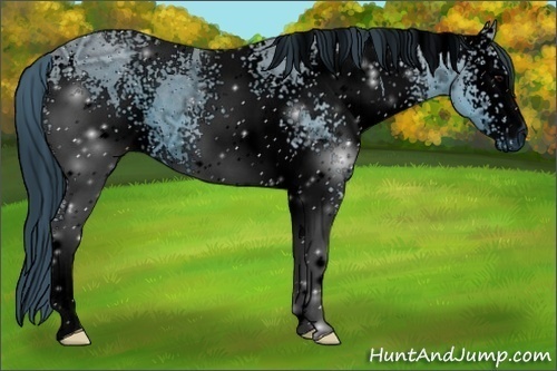 Horse Color:ERROR: UNKNOWN ANOMALY