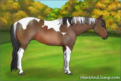 Horse Color:Bay Tobiano 