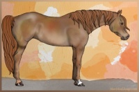 Horse Color:Chestnut 