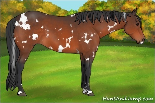 Horse Color:White Spotted Bay 
