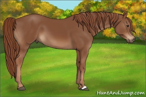 Horse Color:Chestnut 