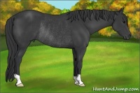 Horse Color:Black Rabicano 