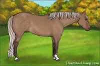 Horse Color:Silver Brown Dun Sabino 