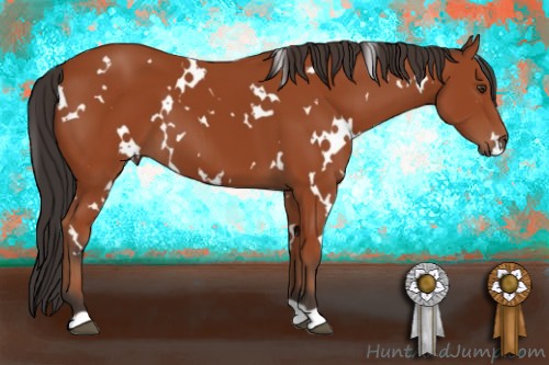 Horse Color:White Spotted Bay 