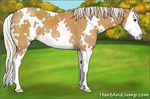 Horse Color:White Spotted Palomino Splash 