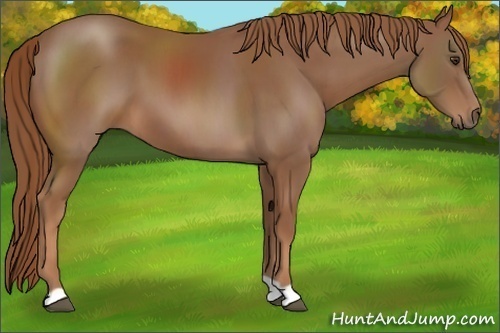 Horse Color:Chestnut 