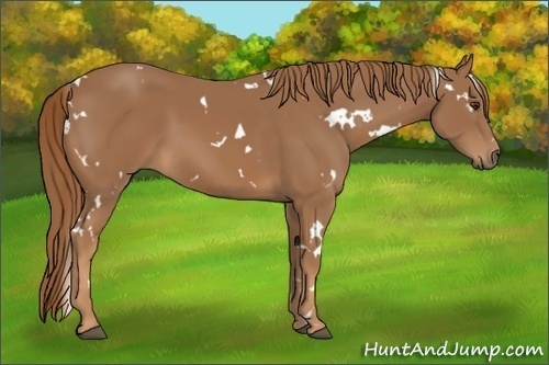 Horse Color:White Spotted Chestnut 