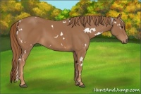 Horse Color:White Spotted Chestnut 