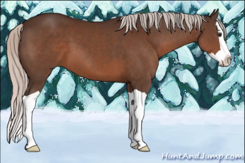 Horse Color:Silver Brown Splash 