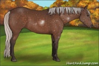 Horse Color:Silver Brown 