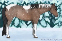 Horse Color:Brown Tobiano 