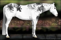 Horse Color:White Spotted Black