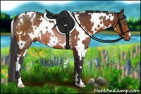 Horse Color:White Spotted Buckskin Rabicano 