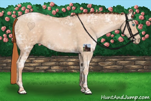 Horse Color:Buckskin Ice Pearl 
