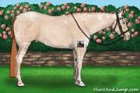 Horse Color:Buckskin Ice Pearl 