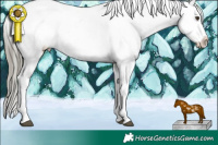 Horse Color:Liver Chestnut Mushroom Tobiano Appaloosa 