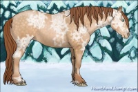 Horse Color:Buckskin Ice Pearl