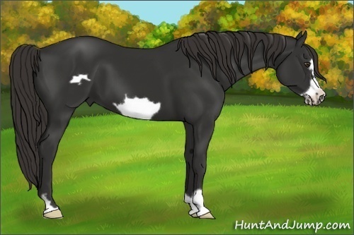 Horse Color:Liver Chestnut Frame 