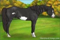 Horse Color:Liver Chestnut Frame 