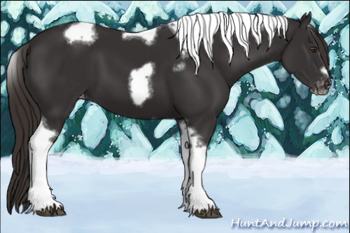 Horse Color:Liver Chestnut Tobiano Frame Appaloosa 