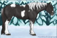 Horse Color:Liver Chestnut Tobiano Frame Appaloosa 