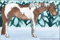 Horse Color:Liver Chestnut Tobiano 
