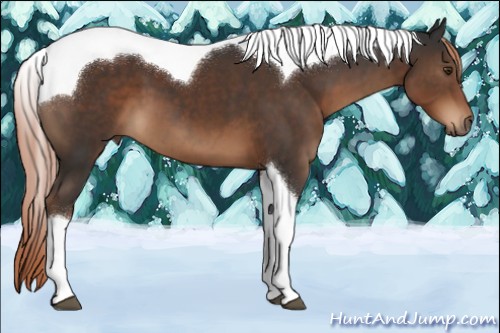Horse Color:Liver Chestnut Tobiano 
