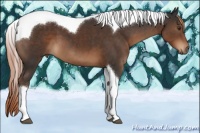 Horse Color:Liver Chestnut Tobiano 