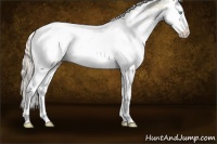 Horse Color:White Spotted Gold Cream Champagne Pearl Splash Rabicano 